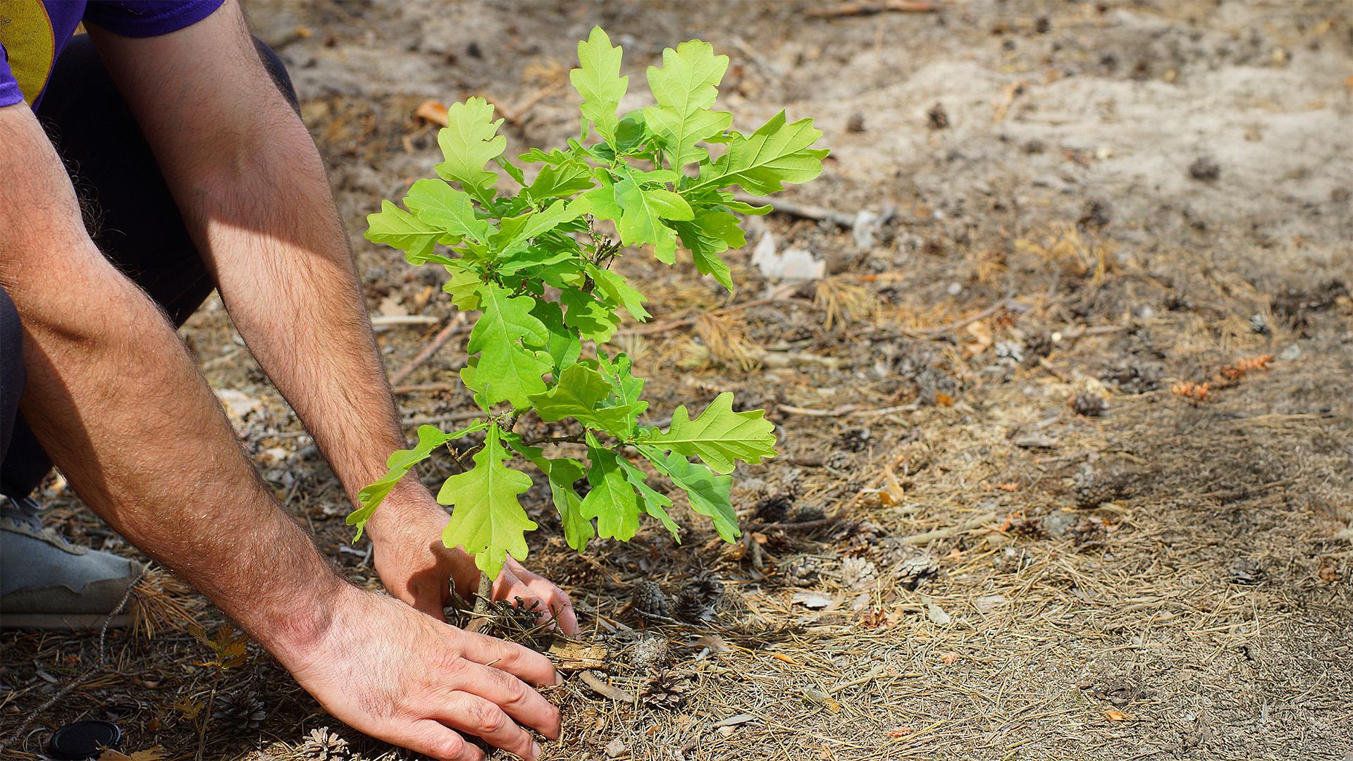 Új támogatás a versenyképes erdőgazdálkodásért