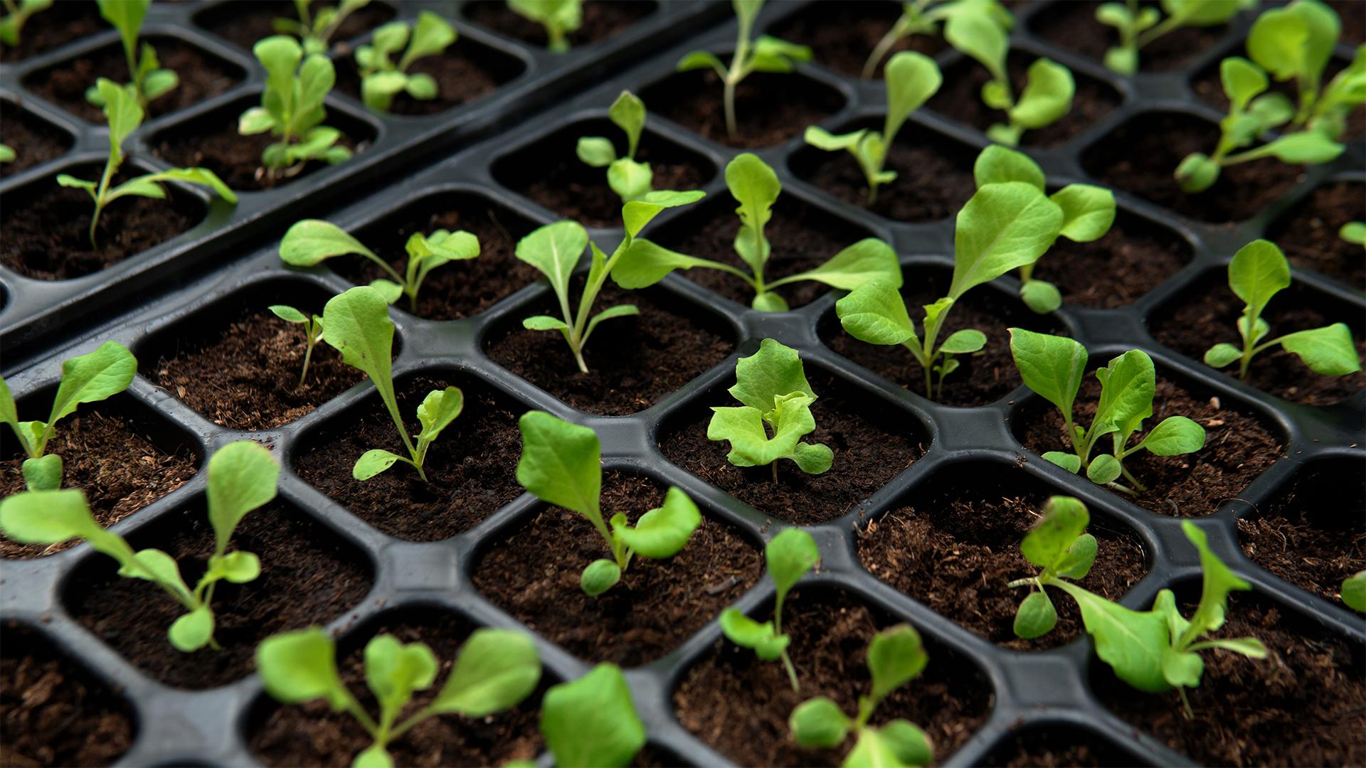 „Az élet esszenciája a mag” 