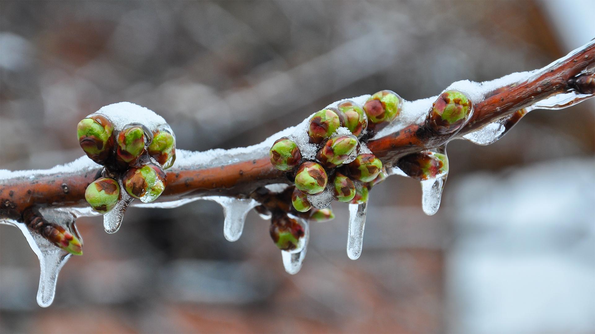 Fagykár: új KAP pályázat indul 2 milliárdos kerettel