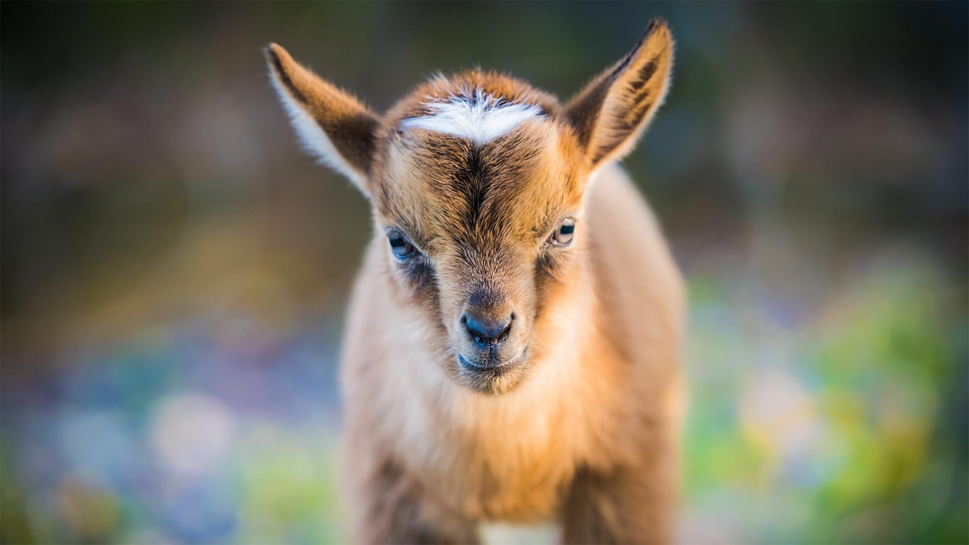Fenntartható gazdálkodás vidéken