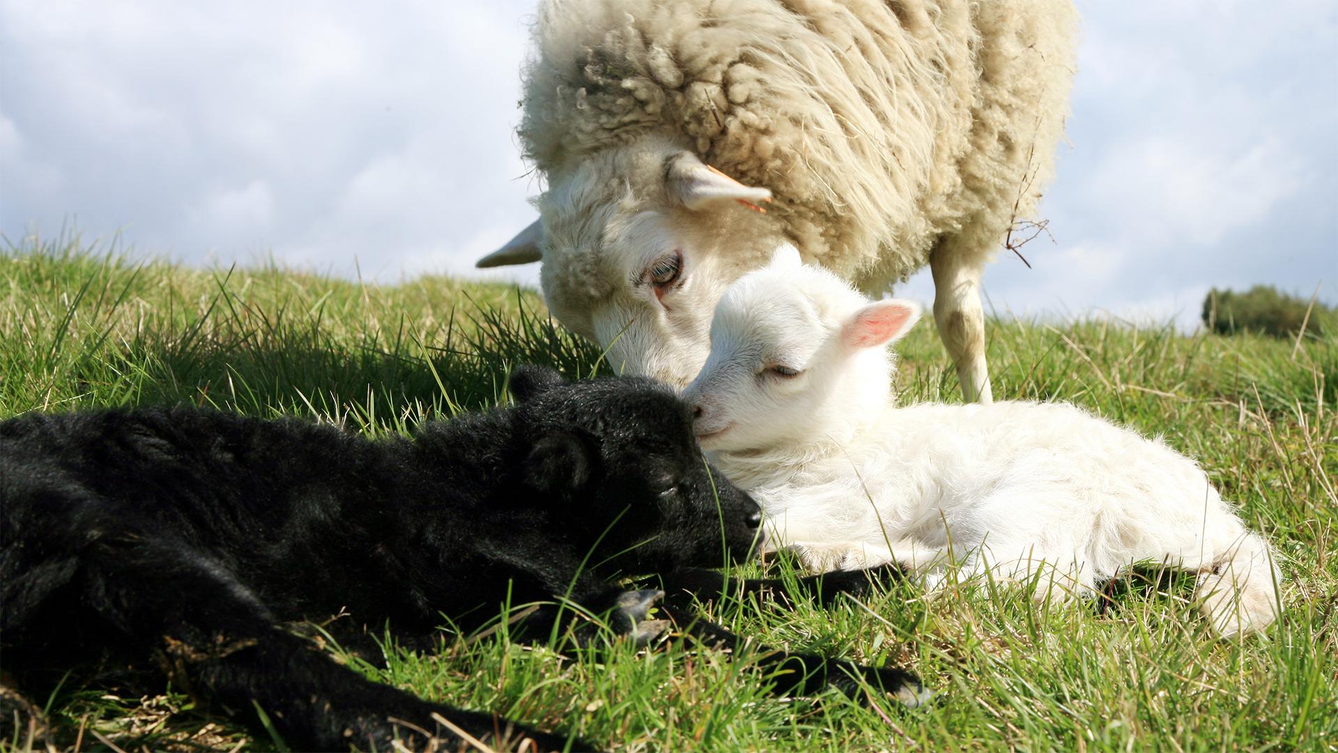 Gazdaságfejlesztés KAP forrásból Spanyolországban