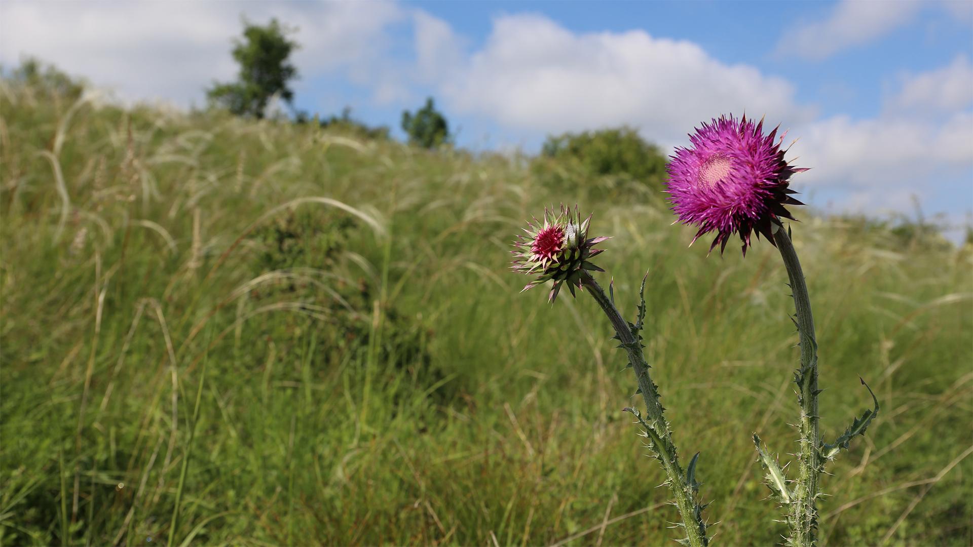 Módosult a Natura 2000 kompenzációs felhívás