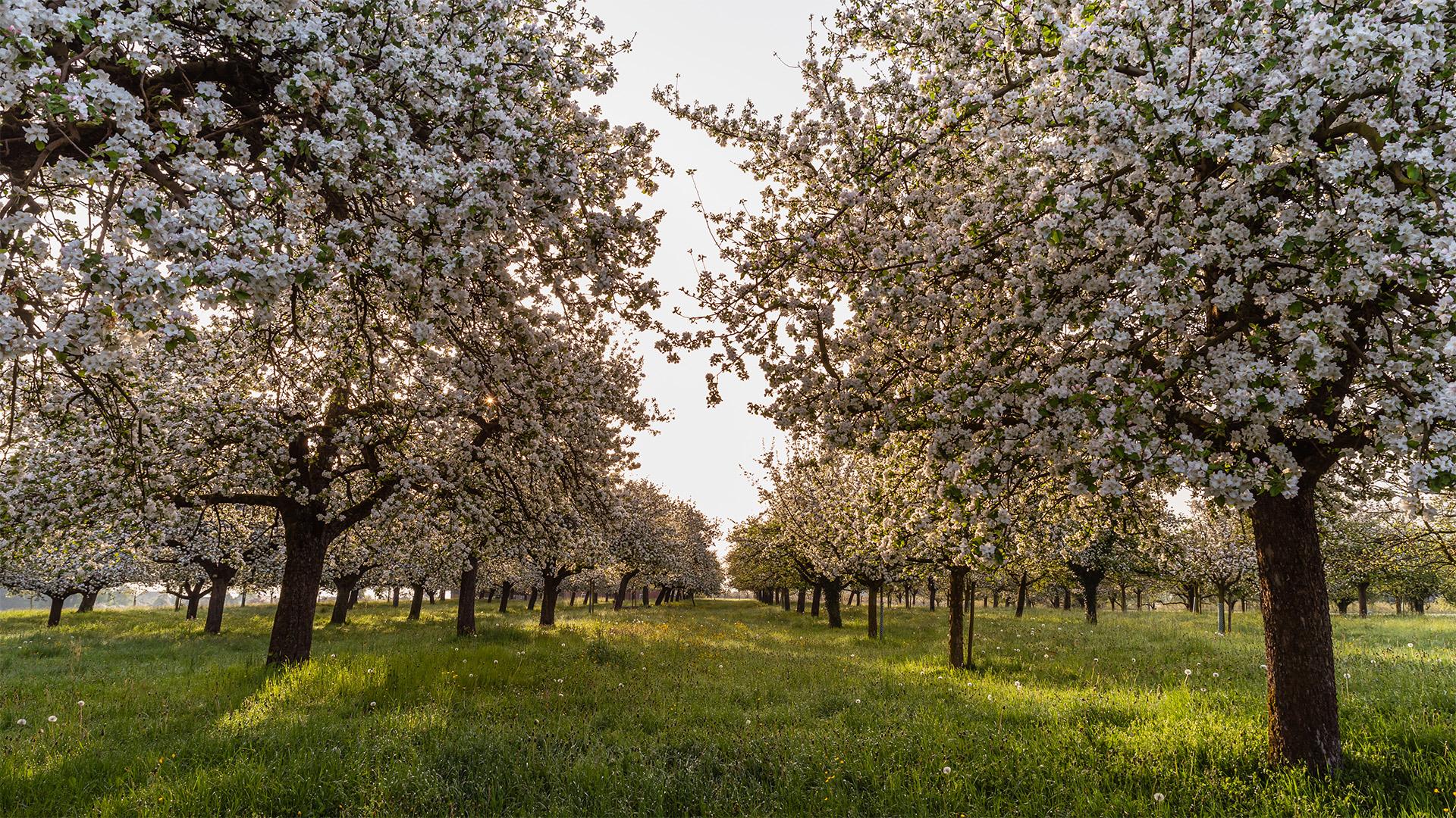 Precíziós fejlesztés egy lengyel gyümölcsfarmon