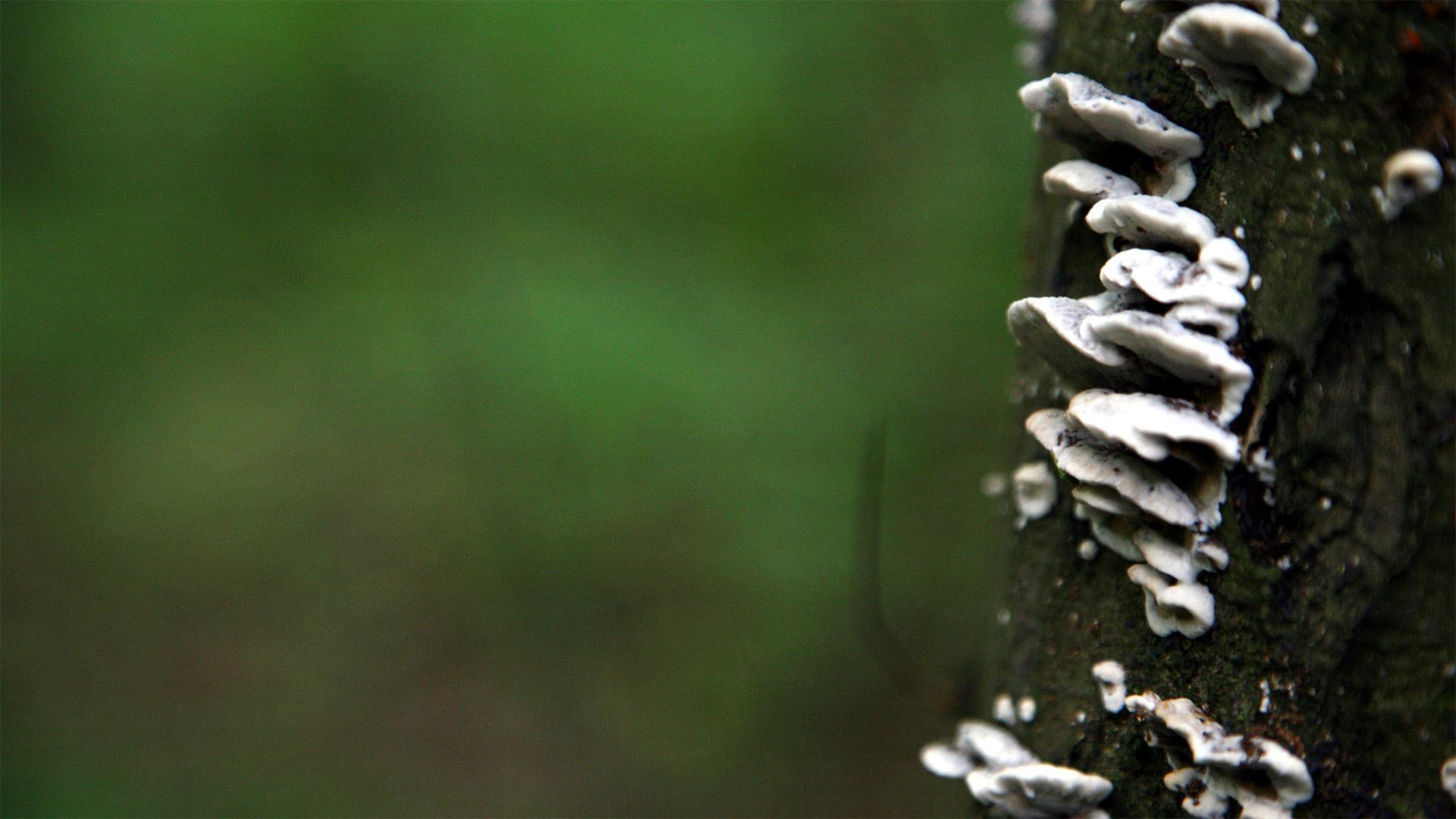 Új fejlesztési támogatás nyílik az erdőgazdálkodók számára