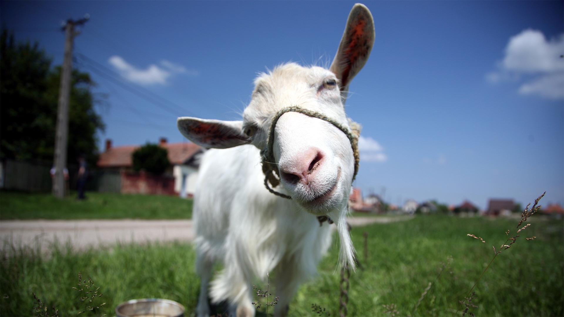 A ruzsai kecskesajt útja a szegedi asztalokig