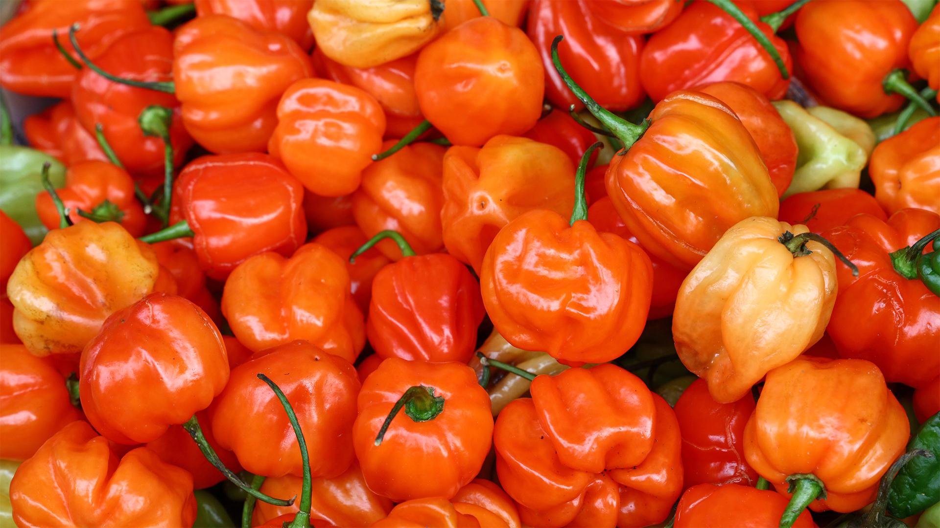 Chiliélmény „Nico-csavarral”