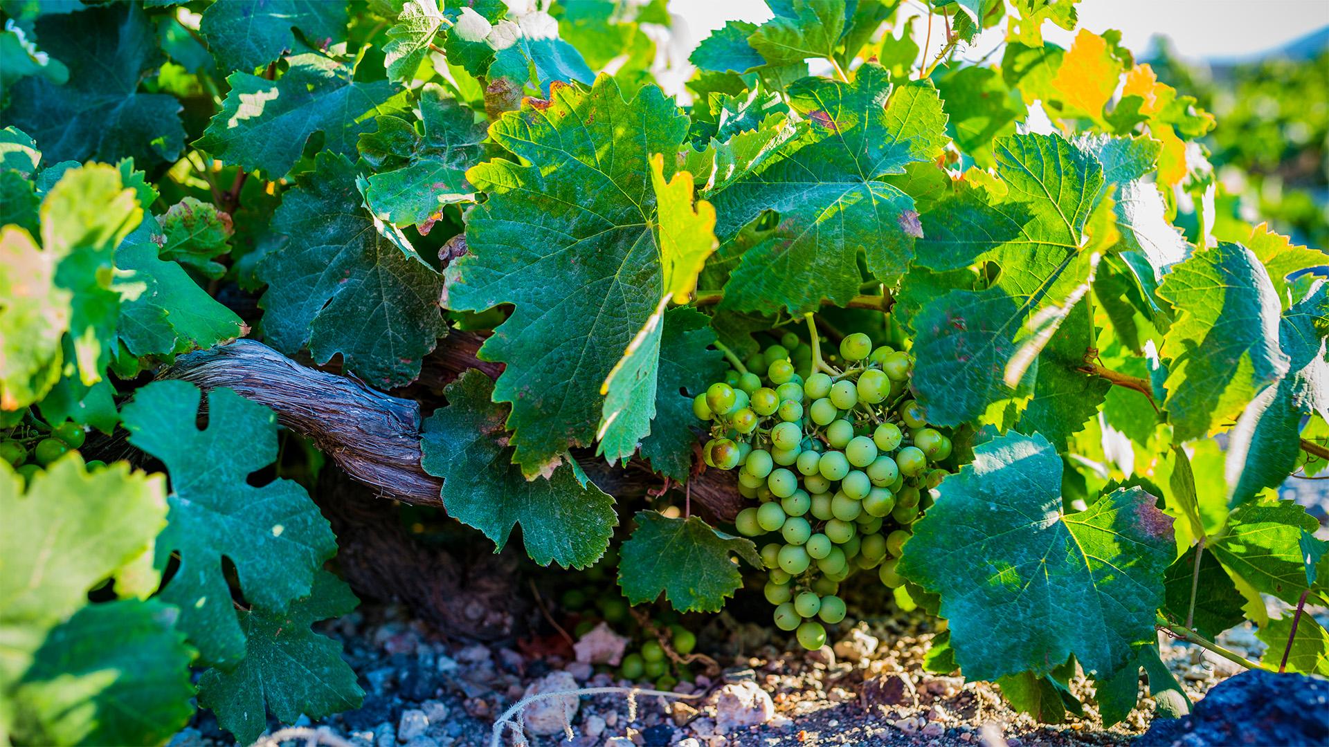 KAP jó gyakorlat: modern vízgazdálkodás Santorinin