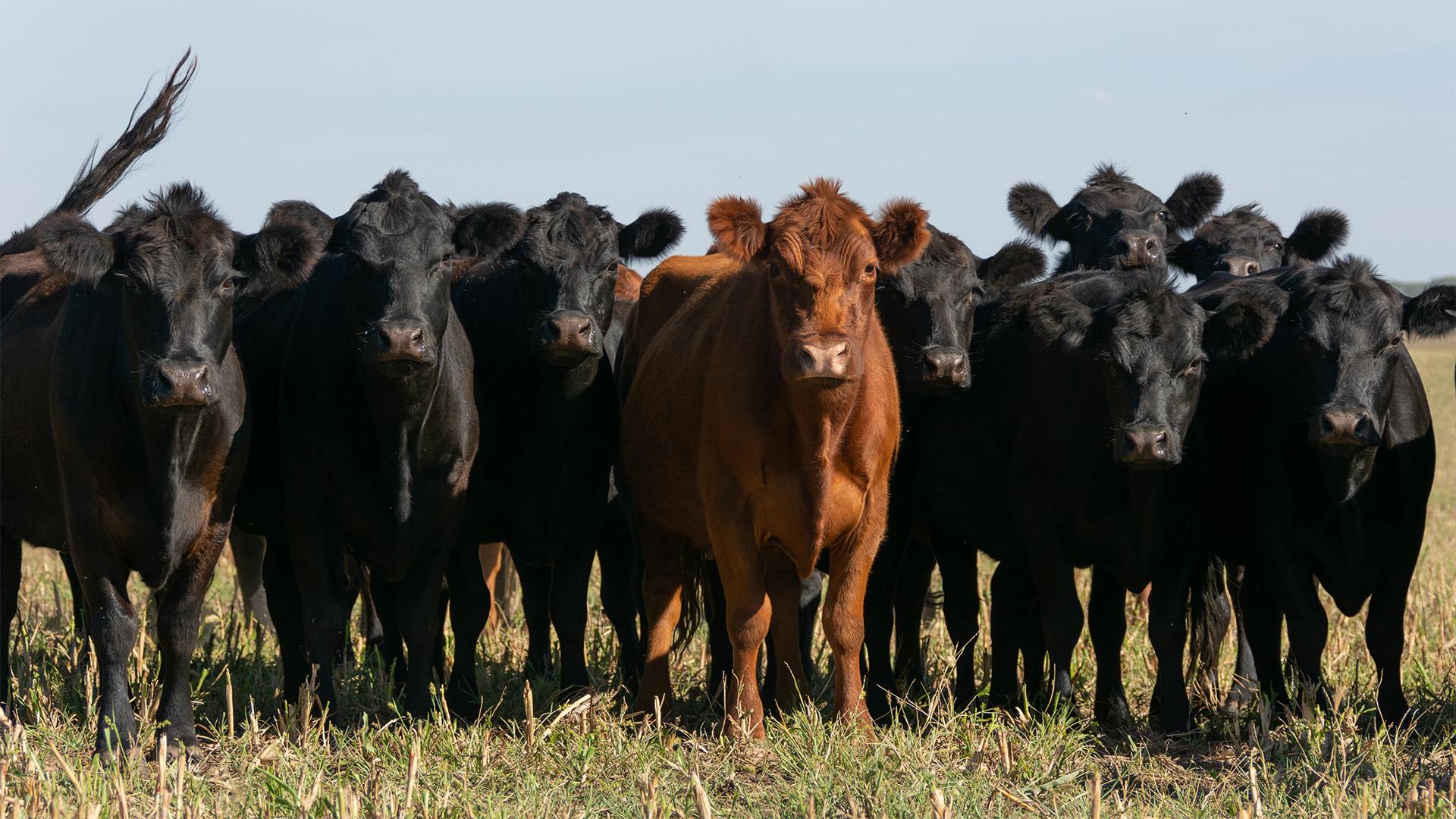 Kun Ranch: prémium Angus a Hortobágyon