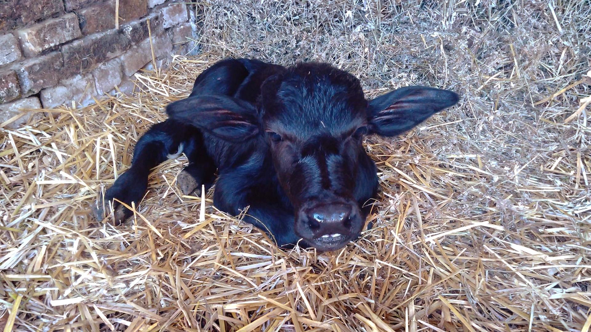 Sánta Farm