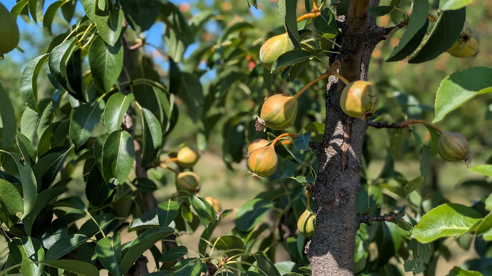 Kékvérű fűszer és agro-biodiverzitás: úrhidai kérdések